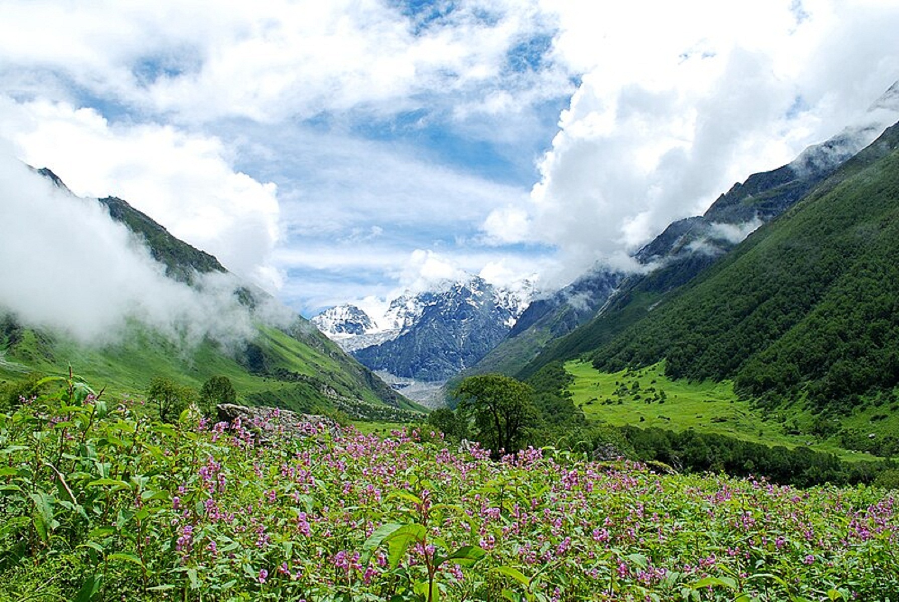 Valley-of-flowers.jpg