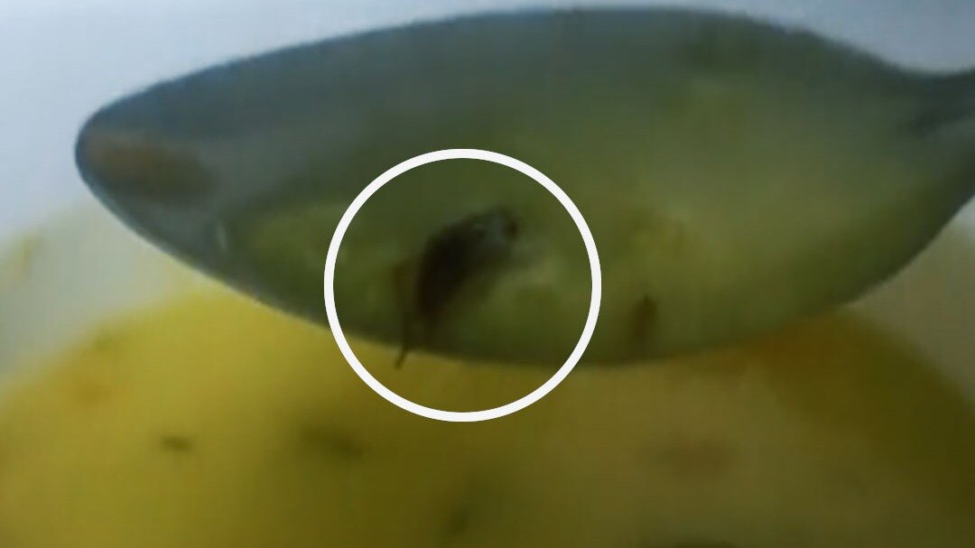 68492ee092c8d-cockroach-in-food-of-patient-in-noida-112306667-16x9.jpg
