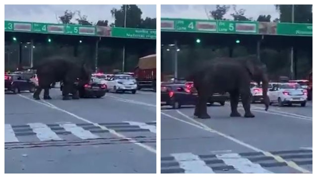 689789bd3975e-elephant-chases-car-at-dehradun-094735554-16x9.jpg