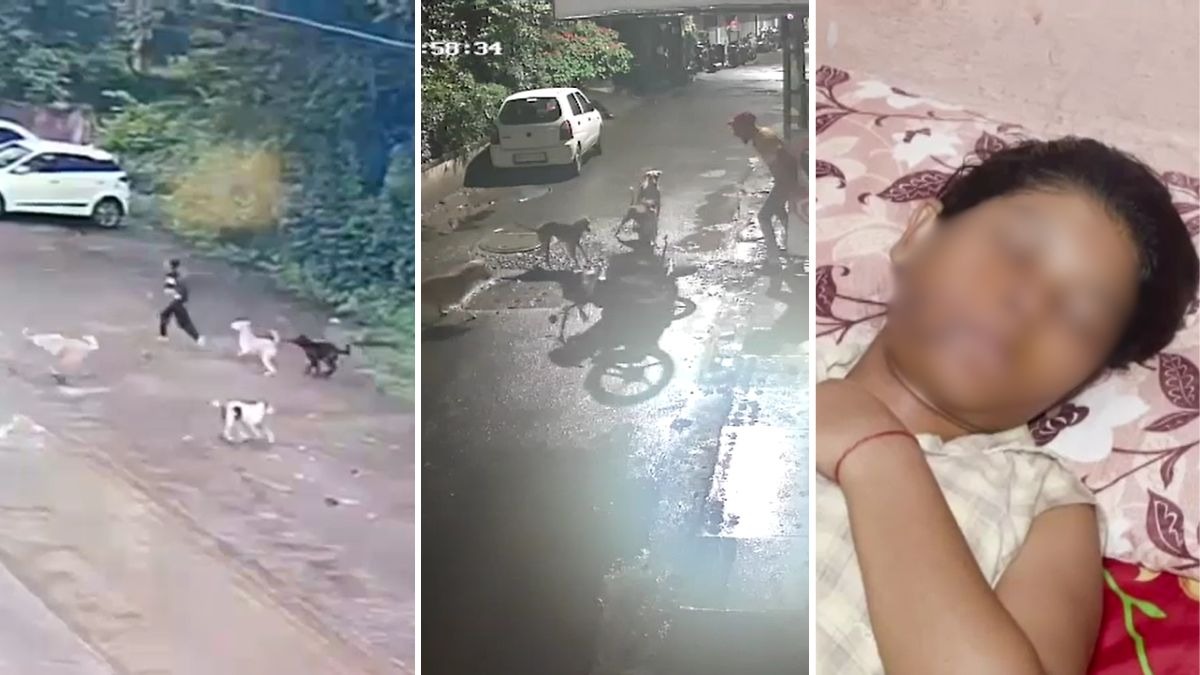 68a96bdf86a29-stray-dogs-attack-kanpur-khargone-pune-shocking-videos-232057540-16x9.jpg