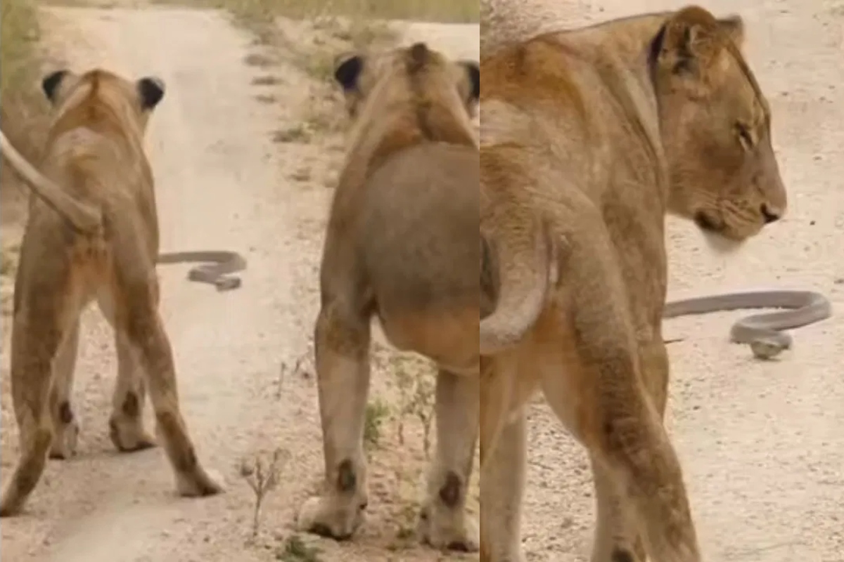 Lion-Snake-Viral-Video.jpg