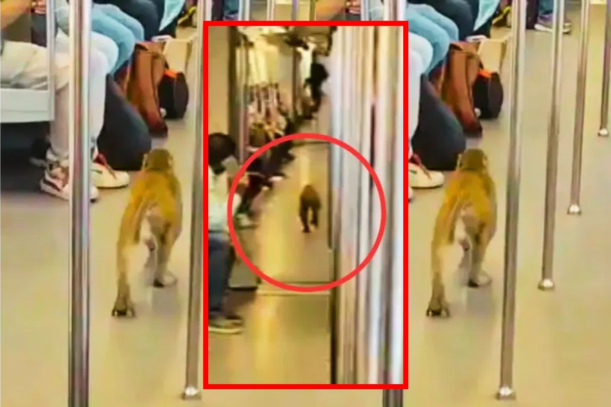 Monkey-In-Delhi-Metro.jpg