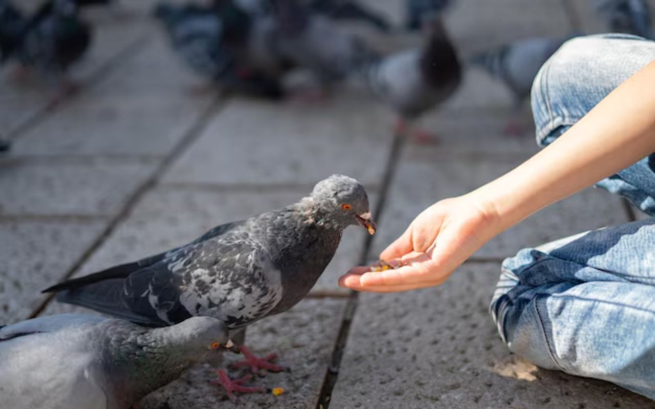 Vastu-Tips-for-pigeon-feeding.jpg