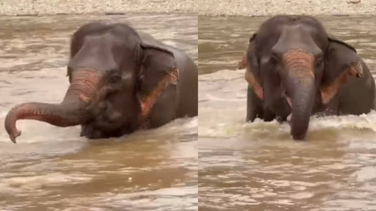 baby-elephant-viral-video.jpg