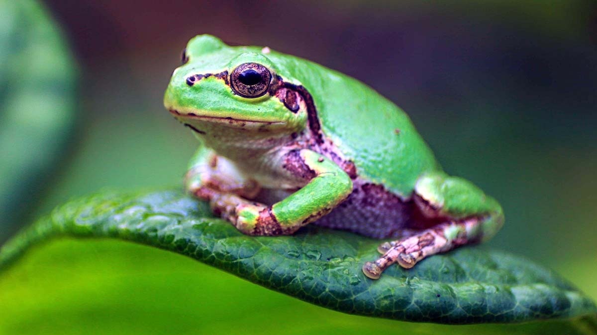 69bcd27b3998f-world-frog-day-205204870-16x9.jpg